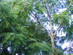 Toona sinensis