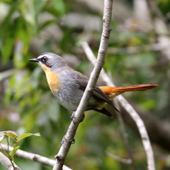 Cossypha caffra caffra