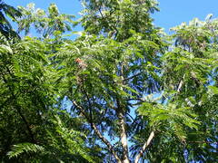 Toona sinensis