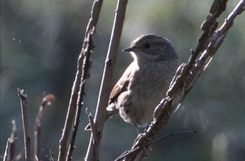 Acentor común (Prunella modularis)