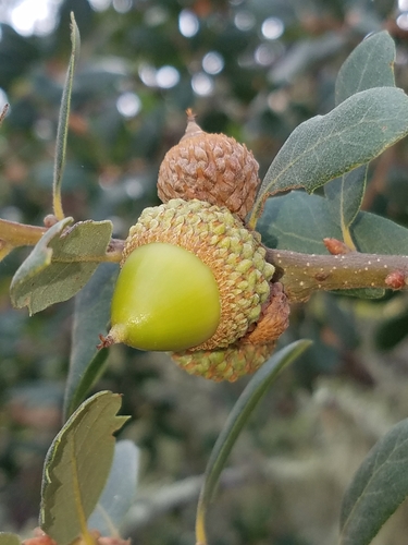 Quercus engelmannii, photographed by an iNaturalist contributor
