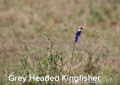 Halcyon leucocephala