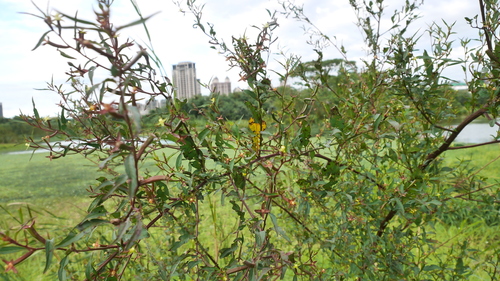 Ludwigia erecta