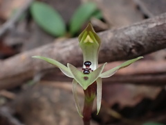Chiloglottis