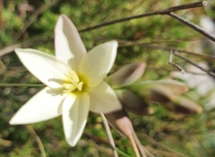 Ixia polystachya