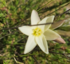 Ixia polystachya