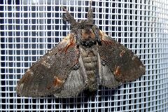 Notodonta dromedarius