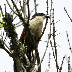 Centropus superciliosus burchellii