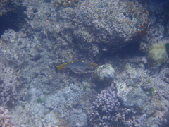 Halichoeres hortulanus