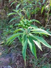 Tournefortia hartwegiana