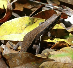 Eutropis
