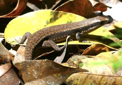 Eutropis