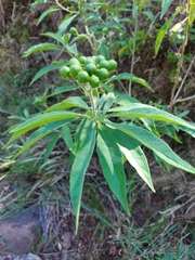 Tournefortia hartwegiana