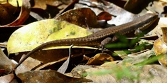 Eutropis
