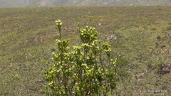 Leucadendron loeriense