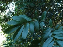 Millettia pachycarpa