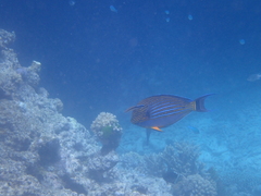 Acanthurus lineatus