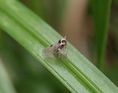Laodelphax striatella
