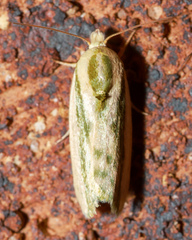 Earias huegeliana