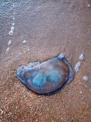 Catostylus mosaicus