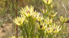 Leucadendron loeriense