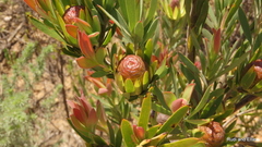Leucadendron loeriense