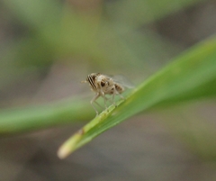Laodelphax striatella