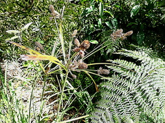 Cyperus thunbergii