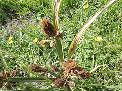 Cyperus thunbergii