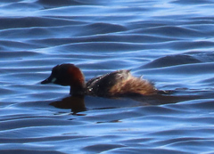 Tachybaptus ruficollis capensis