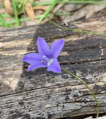 Wahlenbergia stricta