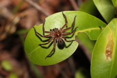 Heteropoda cooloola