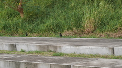 Acridotheres cristatellus formosanus