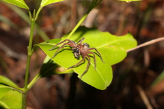 Heteropoda cooloola