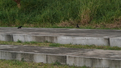 Acridotheres cristatellus formosanus