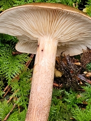 Tricholoma fulvum