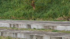 Acridotheres cristatellus formosanus