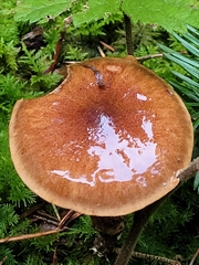 Tricholoma fulvum
