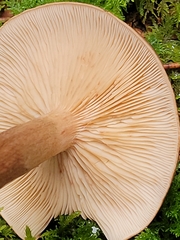 Tricholoma fulvum