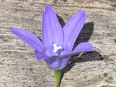 Wahlenbergia capillaris