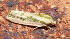 Earias huegeliana