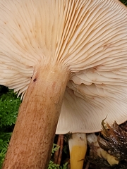 Tricholoma fulvum