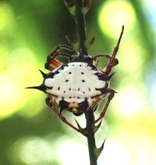 Gasteracantha clavatrix