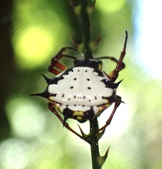 Gasteracantha clavatrix