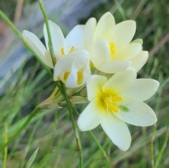 Ixia polystachya