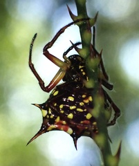 Gasteracantha clavatrix