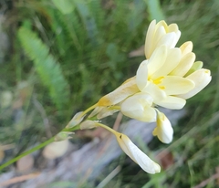 Ixia polystachya