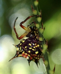 Gasteracantha clavatrix