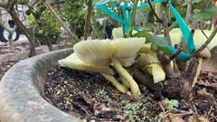 Leucocoprinus birnbaumii image