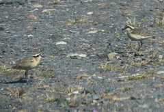 Charadrius pecuarius